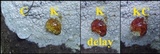 Phlyctis agelaea image