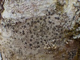 Lecidella elaeochroma f. elaeochroma image