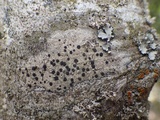 Lecidella elaeochroma f. elaeochroma image