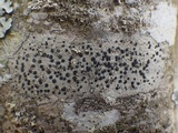 Lecidella elaeochroma f. elaeochroma image