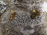 Lecidella elaeochroma f. elaeochroma image