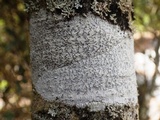 Phaeographis dendritica image