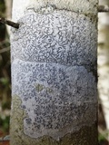 Phaeographis dendritica image