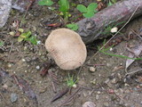 Panus neostrigosus image