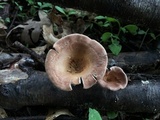 Panus conchatus image