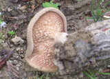 Panus neostrigosus image
