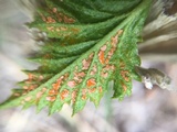 Arthuriomyces peckianus image
