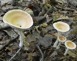 Clitocybe gibba image