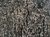 Aleurodiscus oakesii image