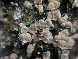 Aleurodiscus oakesii image