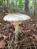Amanita submaculata image