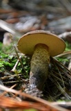 Boletellus chrysenteroides image
