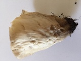 Hohenbuehelia petaloides image