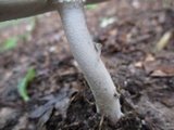 Amanita sect. Vaginatae image