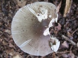 Amanita sect. Vaginatae image