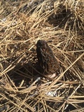 Morchella snyderi image