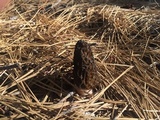 Morchella snyderi image