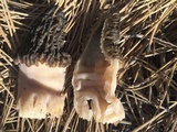Morchella snyderi image