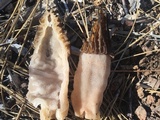 Morchella snyderi image