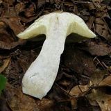 Boletus nobilis image