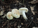 Hygrophorus laurae image