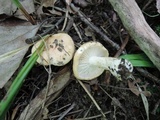 Hygrophorus laurae image