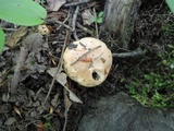 Hygrophorus laurae image