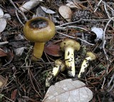 Hygrophorus siccipes image