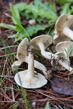 Lactarius subvernalis image