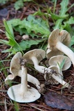 Lactarius subvernalis var. cokeri image