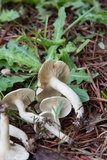Lactarius subvernalis image