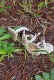 Lactarius subvernalis image