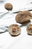 Lactarius subvernalis image