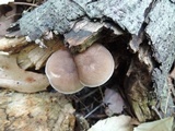 Pluteus longistriatus image