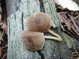 Pluteus longistriatus image