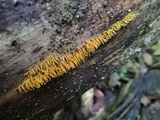 Calocera cornea image