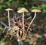 Strobilurus conigenoides image