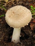 Amanita farinosa image