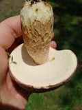 Boletus pseudopinophilus image