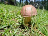 Boletus pseudopinophilus image