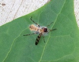 Furia ithacensis image