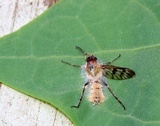 Furia ithacensis image