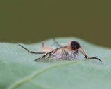 Furia ithacensis image