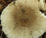 Amanita farinosa image