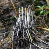 Xylaria liquidambar image