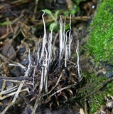 Xylaria liquidambar image