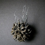 Xylaria liquidambar image