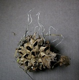 Xylaria liquidambar image