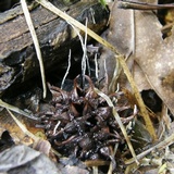 Xylaria liquidambar image