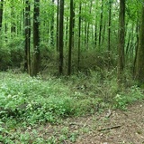 Xylaria liquidambar image